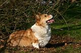 CORGI PEMBROKE 1368